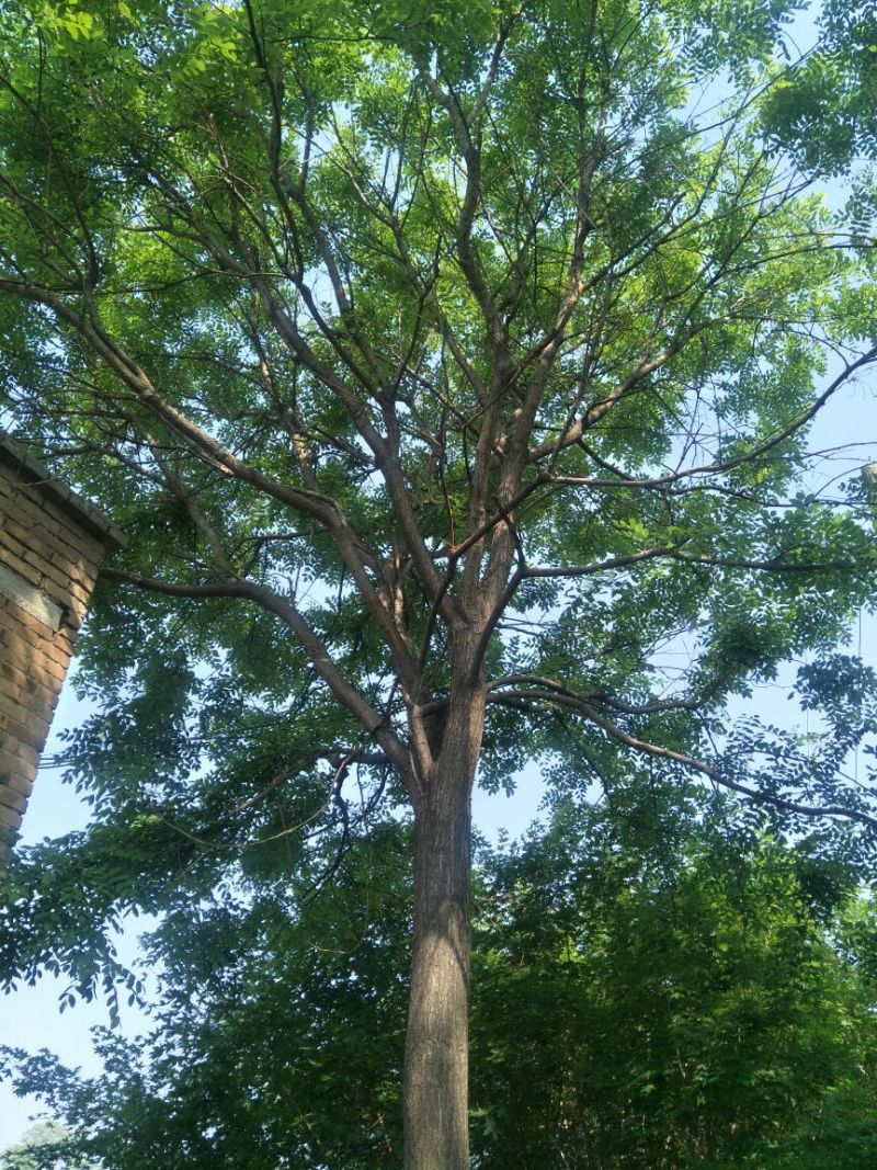 国槐20cm以上10~12cm1~2米