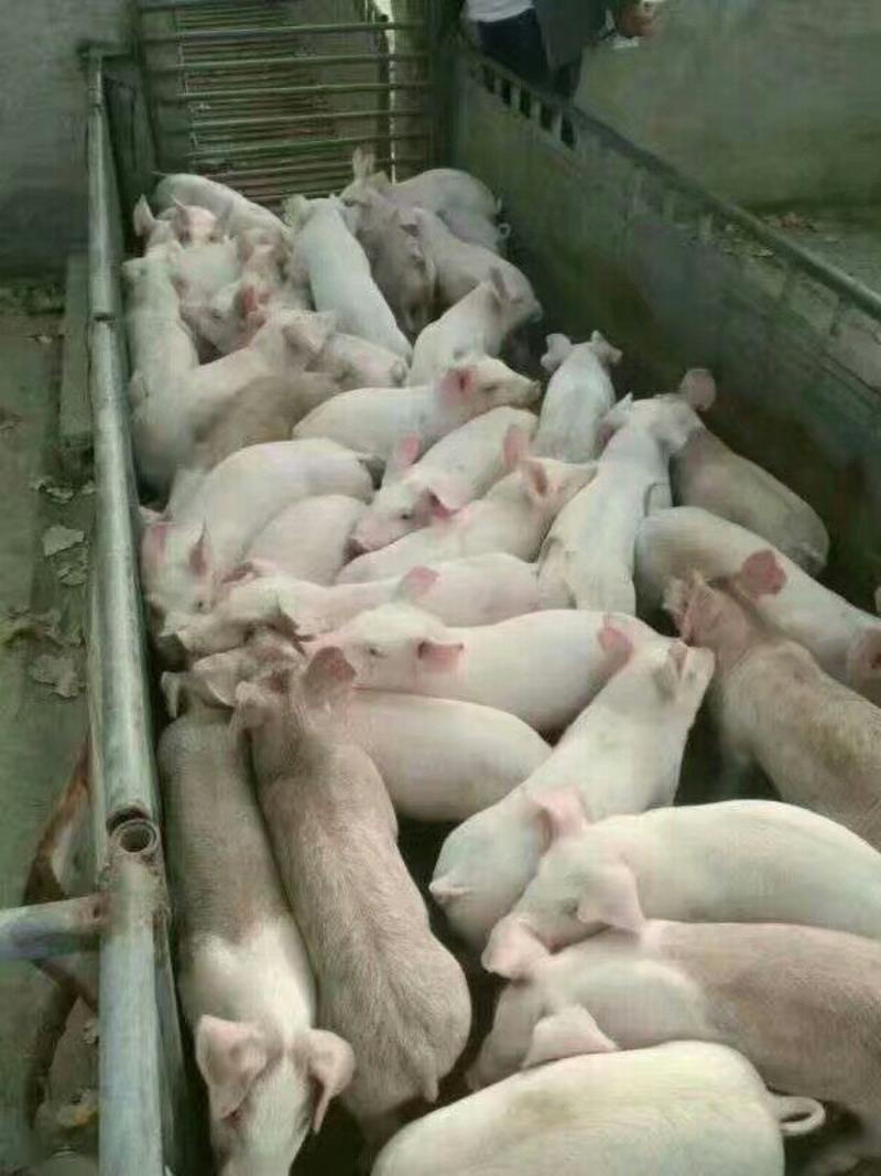 优质母猪，仔猪，苗猪包成活，免费送猪到家，包成活。