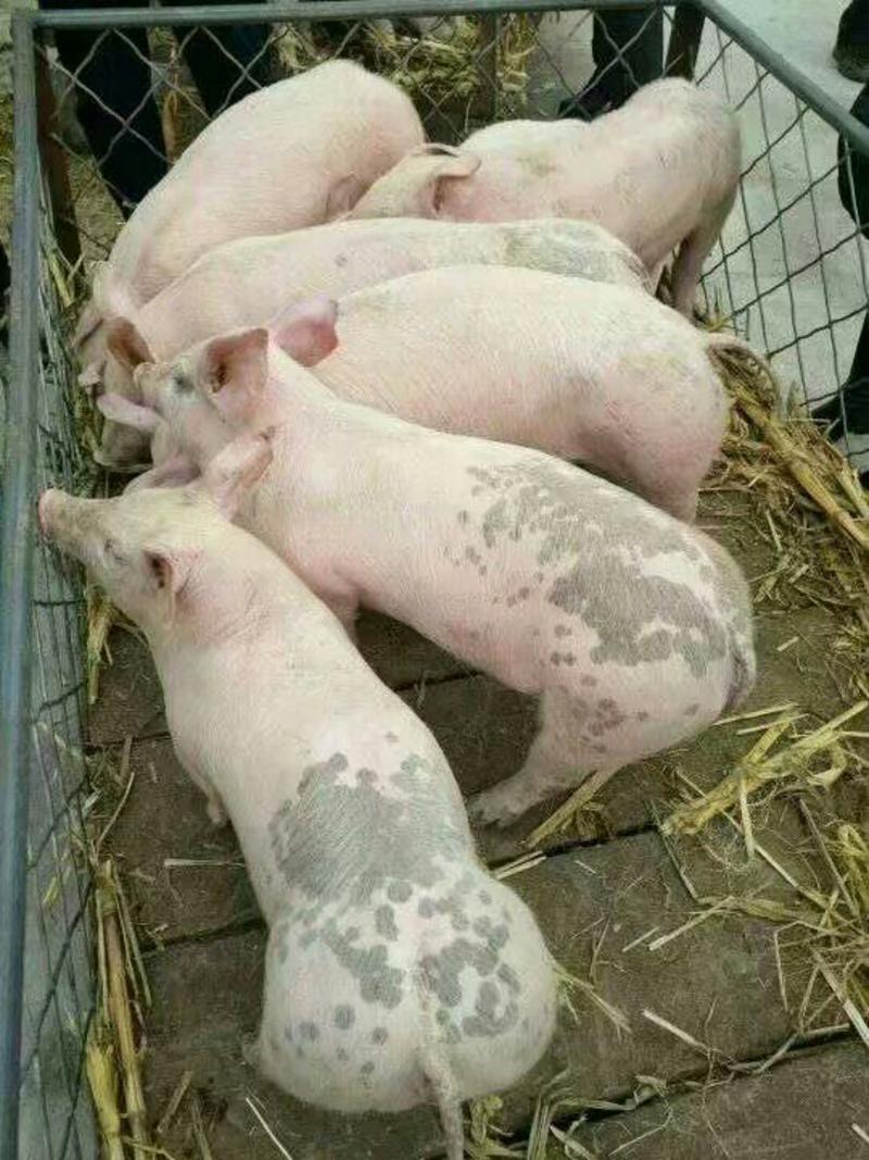 优质母猪，仔猪，苗猪包成活，免费送猪到家，包成活。
