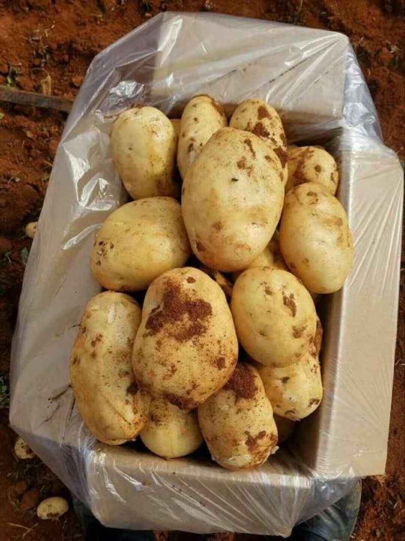 丽薯六号土豆3两以上精品