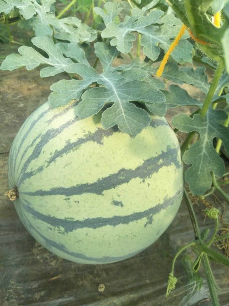 万亩优质8424西瓜6斤打底9成熟1茬