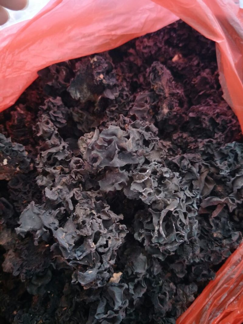 药用木耳血耳