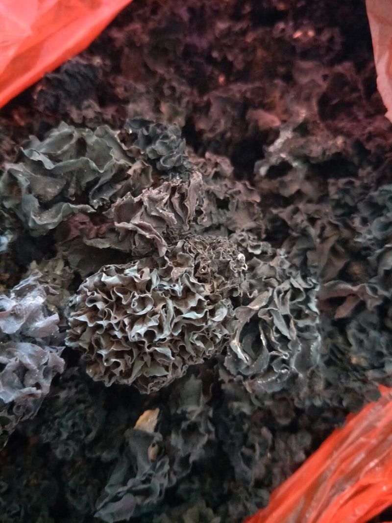 药用木耳血耳