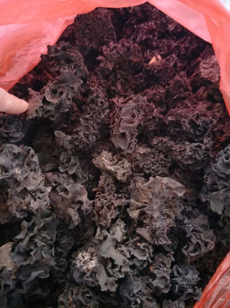 药用木耳血耳