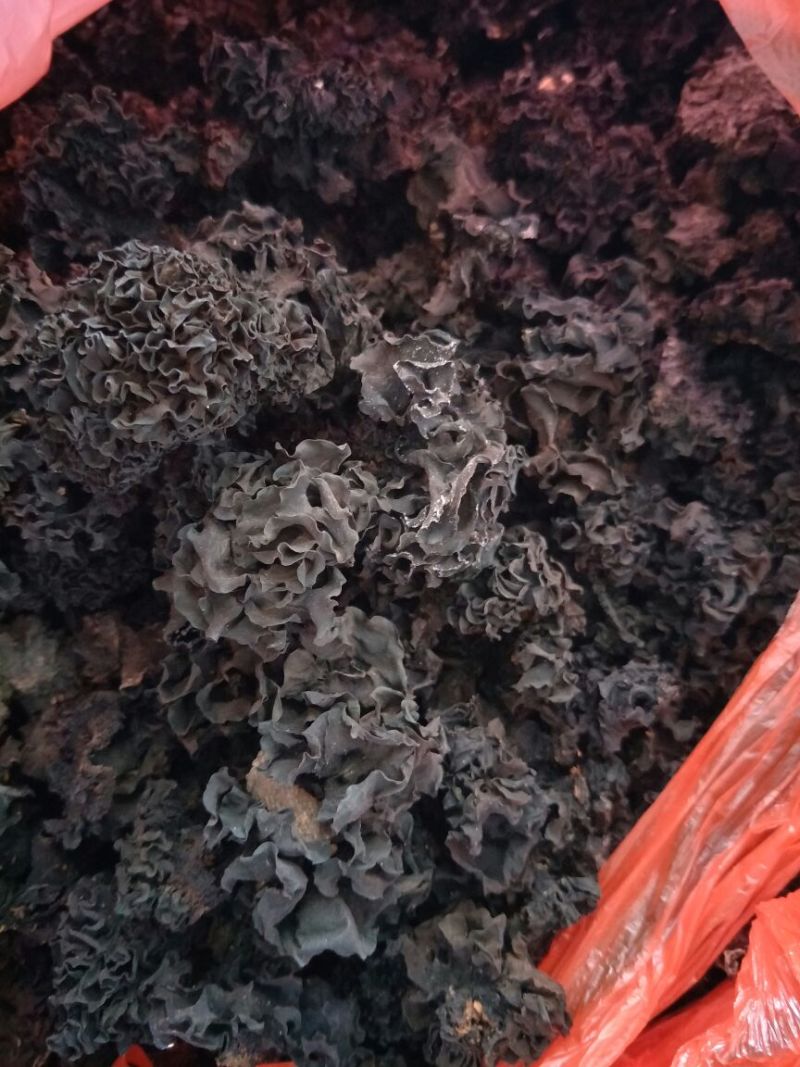 药用木耳血耳