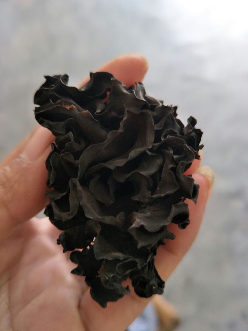 药用木耳血耳