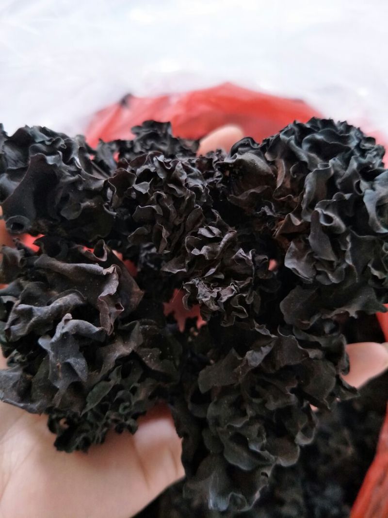 药用木耳血耳