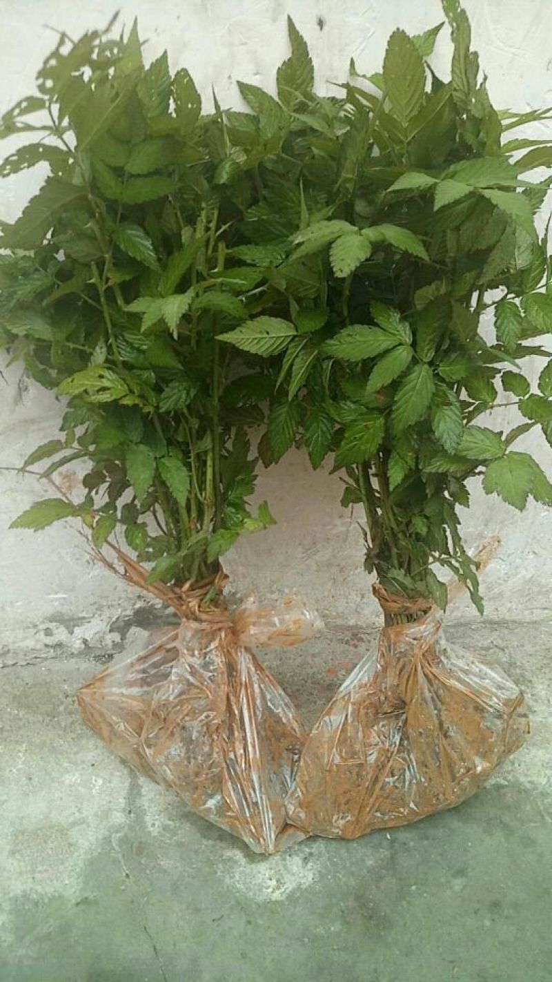 覆盆子苗双季红树莓苗当年结果覆盆子