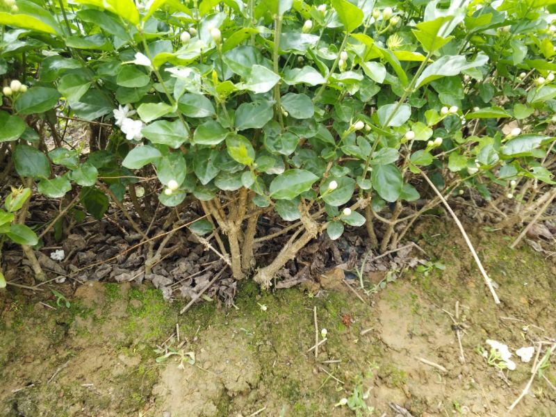 广西横州茉莉花苗12345年广西横县重瓣双瓣茉莉花