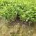 广西横州茉莉花苗12345年广西横县重瓣双瓣茉莉花