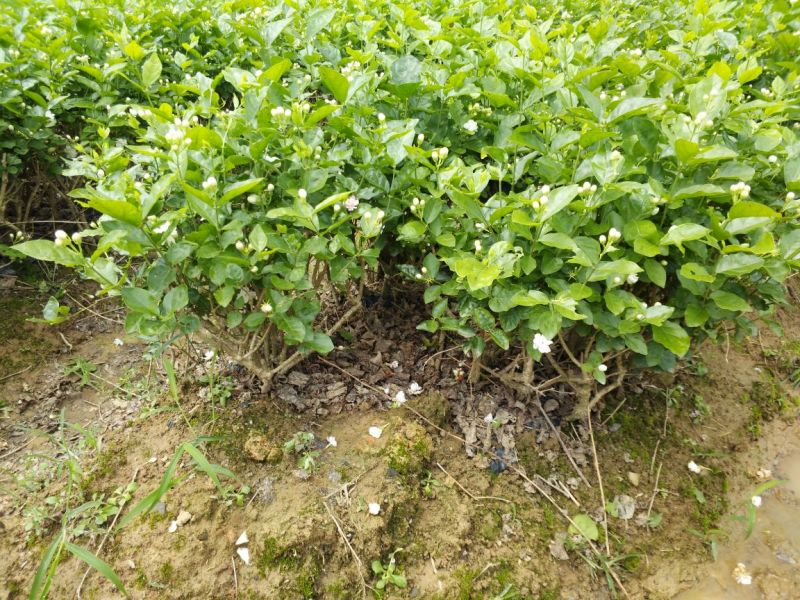 广西横州茉莉花苗12345年广西横县重瓣双瓣茉莉花