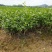 广西横州茉莉花苗12345年广西横县重瓣双瓣茉莉花