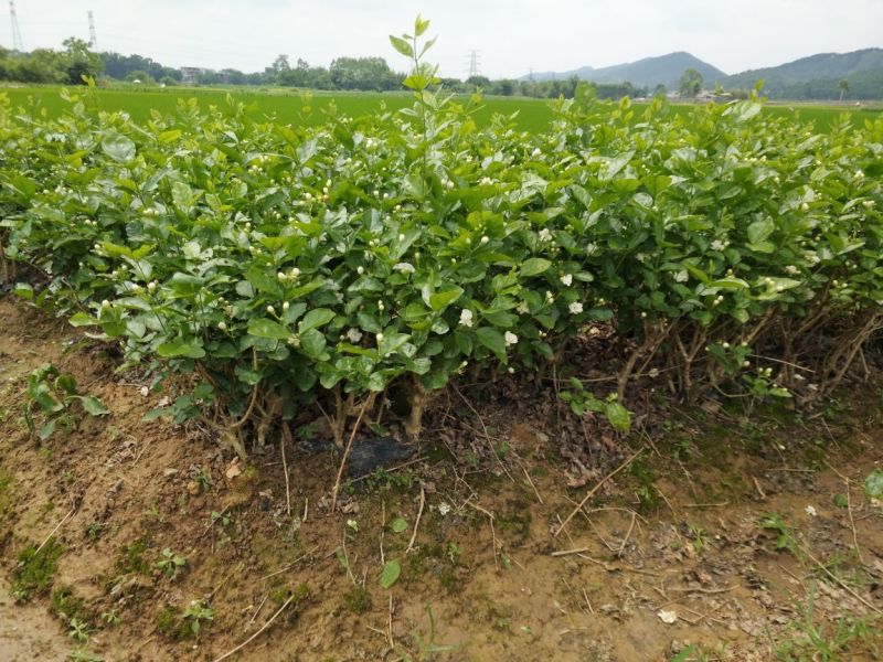 广西横州茉莉花苗12345年广西横县重瓣双瓣茉莉花