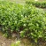 广西横州茉莉花苗12345年广西横县重瓣双瓣茉莉花