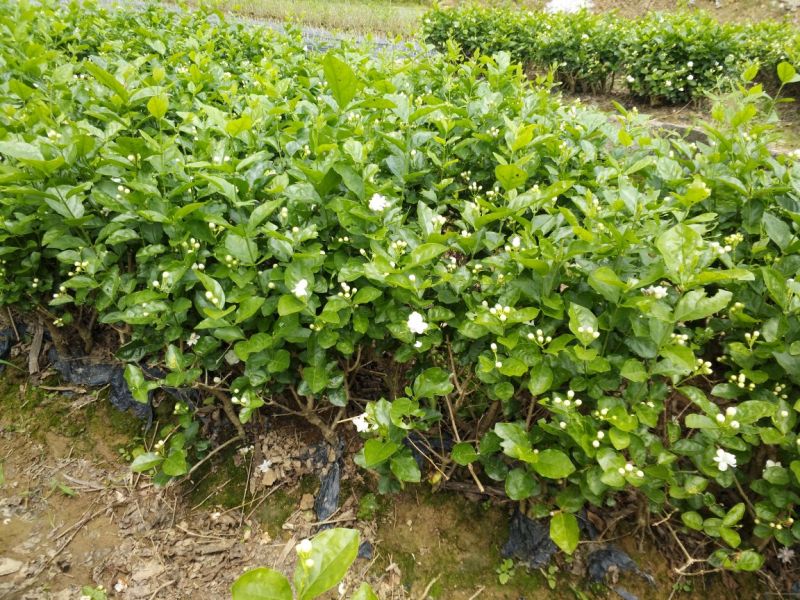 广西横州茉莉花苗12345年广西横县重瓣双瓣茉莉花