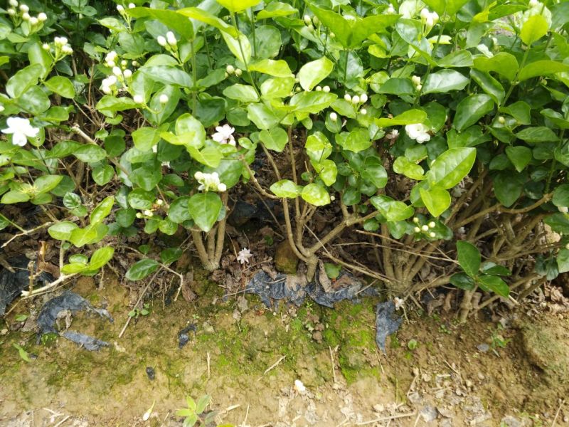 广西横州茉莉花苗12345年广西横县重瓣双瓣茉莉花