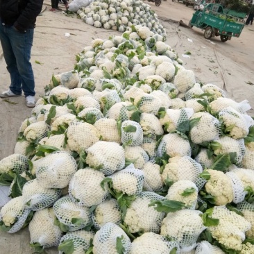 白面青梗松花菜菜花,货源充足质量保证,大型冷库一条龙服务