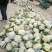 白面青梗松花菜菜花,货源充足质量保证,大型冷库一条龙服务