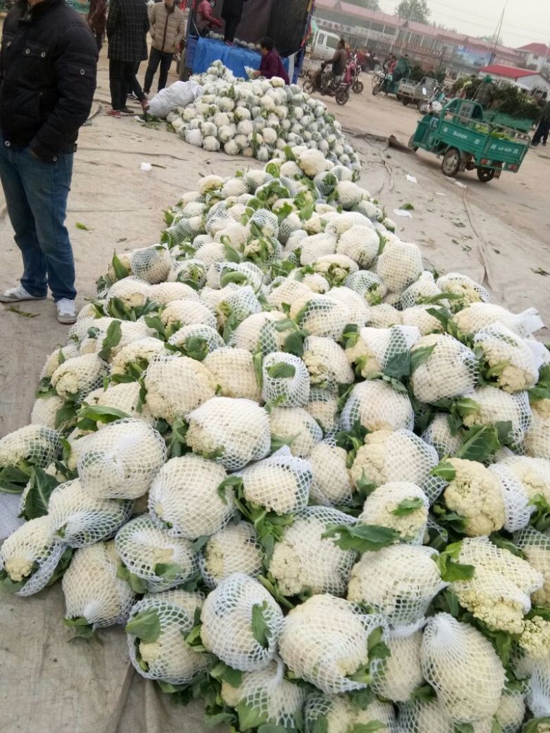 白面青梗松花菜菜花，货源充足质量保证，大型冷库一条龙服务
