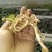 烟薯25红薯苗15~25cm