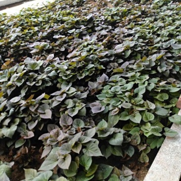 烟薯25红薯苗15~25cm