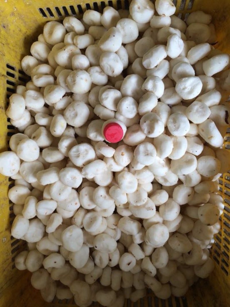 荸荠中号