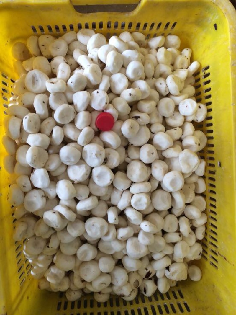 荸荠中号