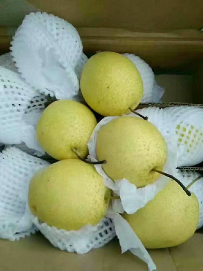 雪花梨一级大果果形饱满甘甜爽脆【冷库/鲜货】