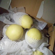雪花梨一级大果果形饱满甘甜爽脆【冷库/鲜货】