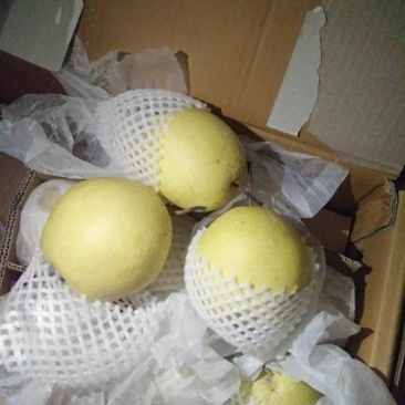 雪花梨一级大果果形饱满甘甜爽脆【冷库/鲜货】