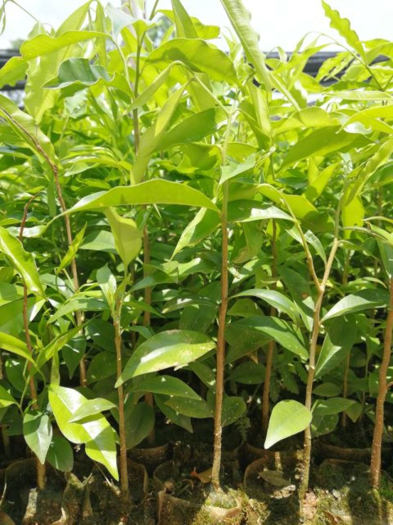 沉香树苗20~30cm白木香纯正品种土沉香苗带土发货全国发