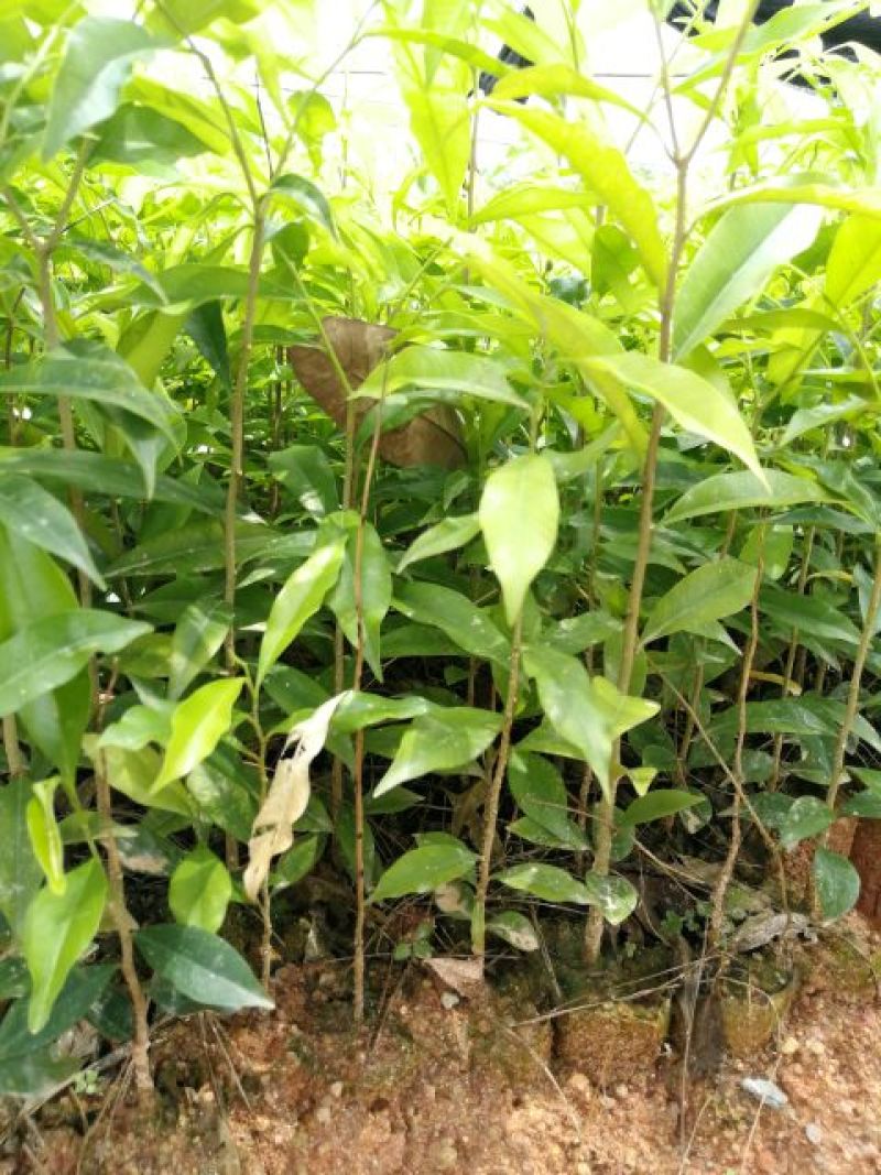 沉香树苗20~30cm白木香纯正品种土沉香苗带土发货全国发