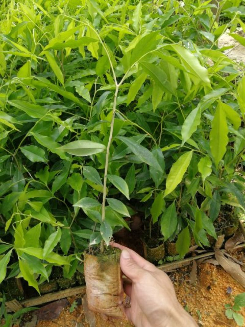沉香树苗20~30cm白木香纯正品种土沉香苗带土发货全国发