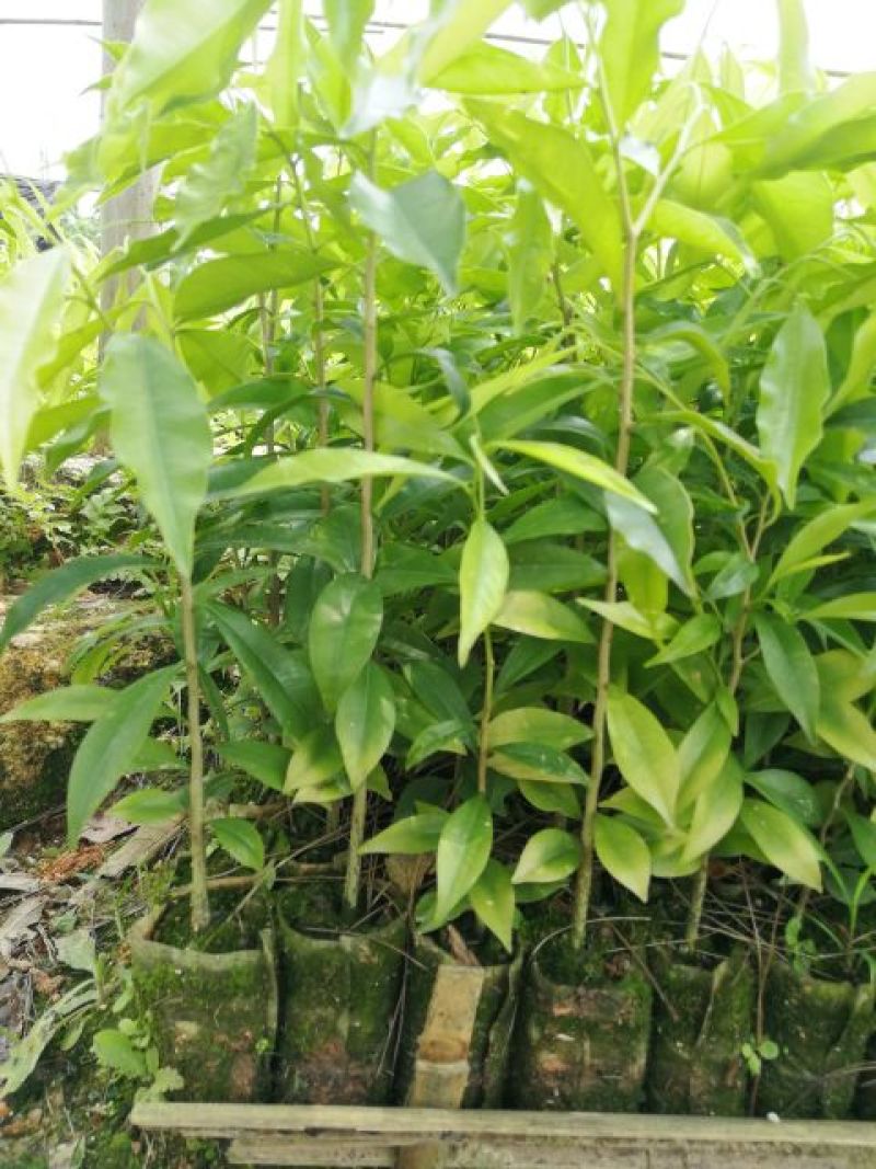 沉香树苗20~30cm白木香纯正品种土沉香苗带土发货全国发