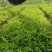沉香树苗20~30cm白木香纯正品种土沉香苗带土发货全国发