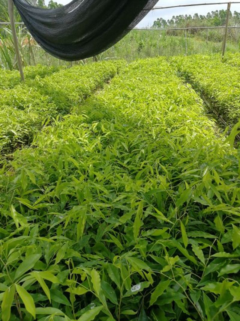 沉香树苗20~30cm白木香纯正品种土沉香苗带土发货全国发