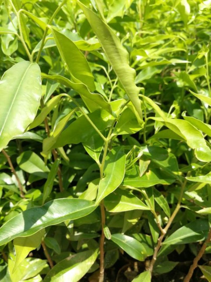 沉香树苗20~30cm白木香纯正品种土沉香苗带土发货全国发