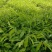 沉香树苗20~30cm白木香纯正品种土沉香苗带土发货全国发