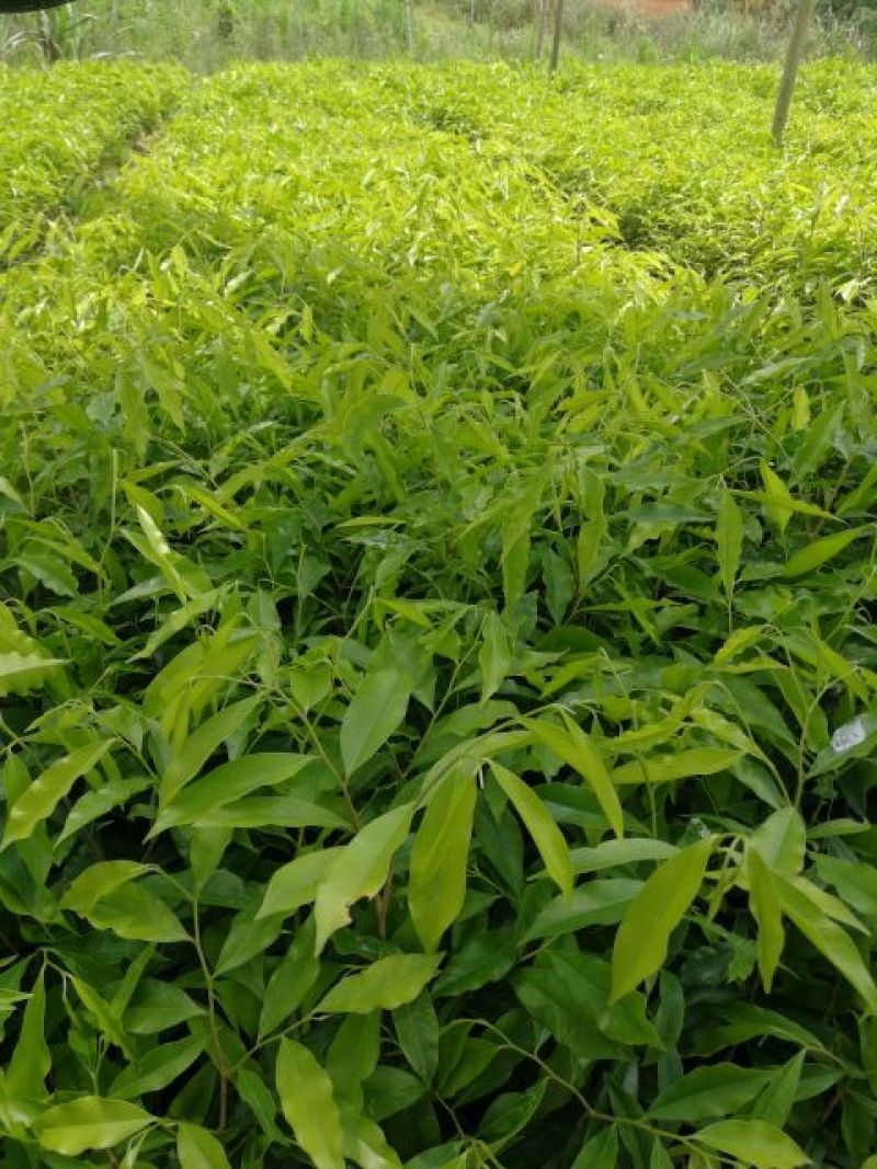 沉香树苗20~30cm白木香纯正品种土沉香苗带土发货全国发