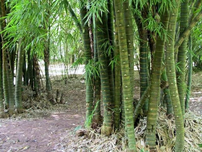佛肚（罗汉）竹