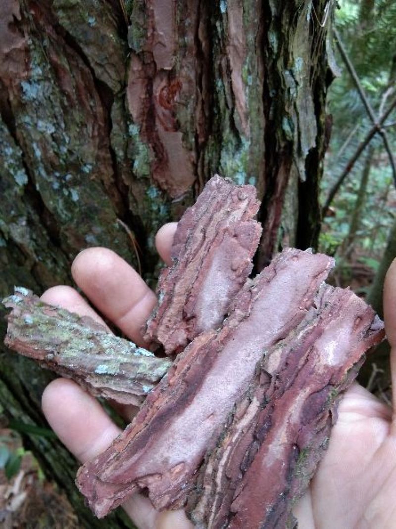 松树皮