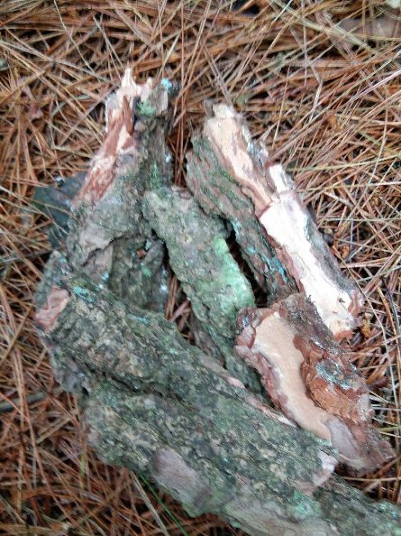 松树皮