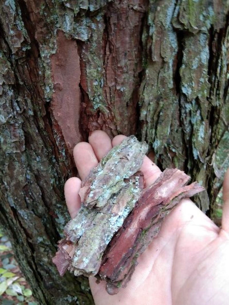 松树皮