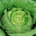 大白菜净菜3~5斤