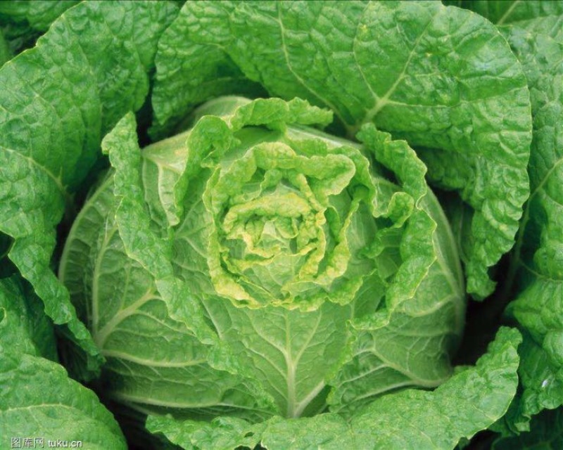 大白菜净菜3~5斤