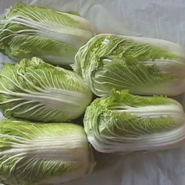 大白菜净菜3~5斤