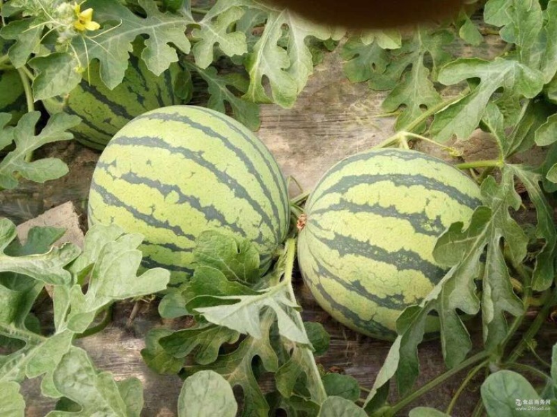 金星西瓜4斤打底8成熟1茬