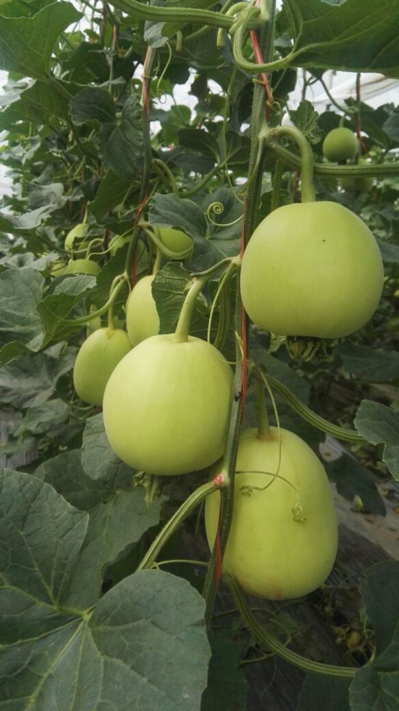 伊莱沃含氨基酸水溶肥500kg*20瓶