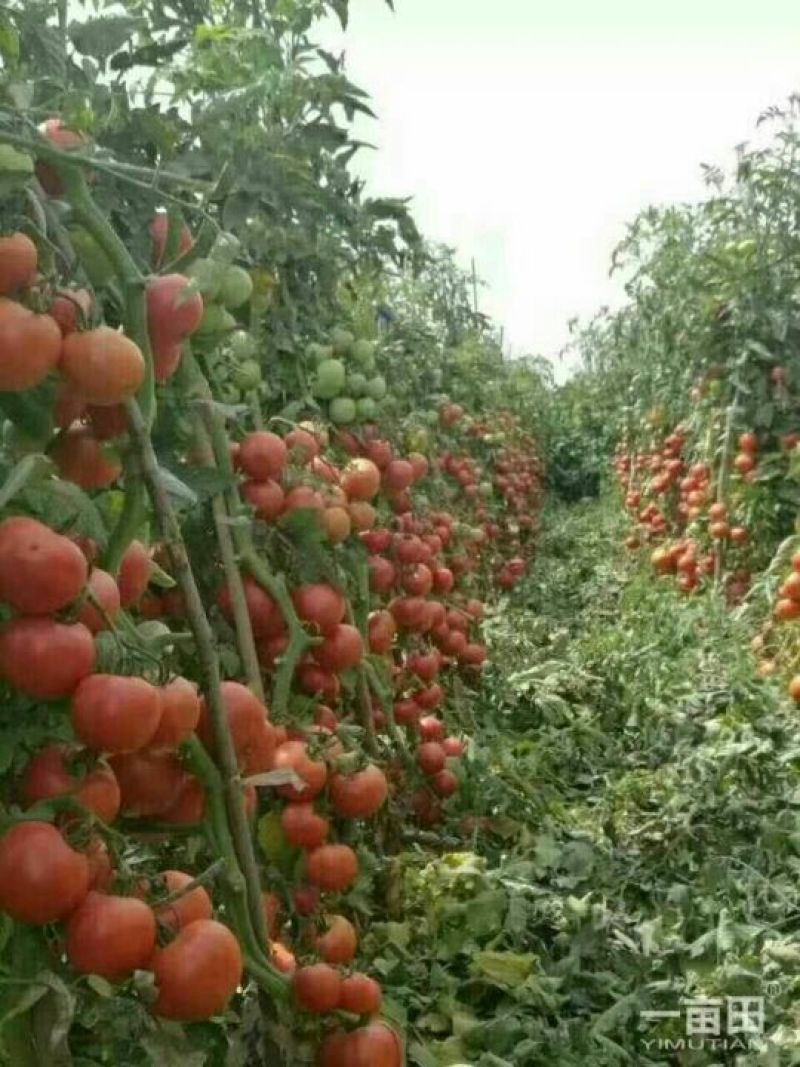 伊莱沃含氨基酸水溶肥500kg*20瓶