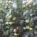 伊莱沃含氨基酸水溶肥500kg*20瓶